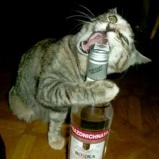 Кошка которая не пей