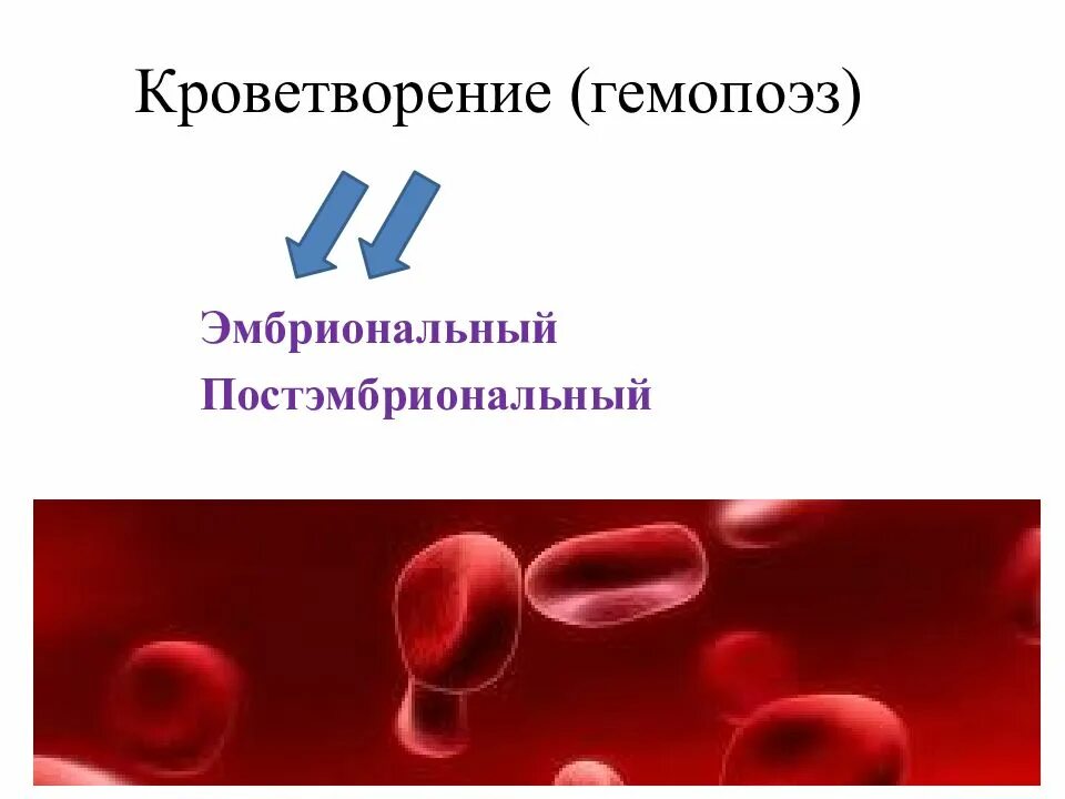 Постэмбриональный гемопоэз. Эмбриональное кроветворение. Эмбриональный и постэмбриональный гемопоэз. Кроветворение в печени. Процесс кроветворения у человека.