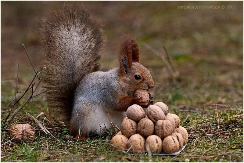 Белка нашла орех. Белка с орешками. Белка собирает орехи. Белочка грызет орешки. Белка грызет орех.