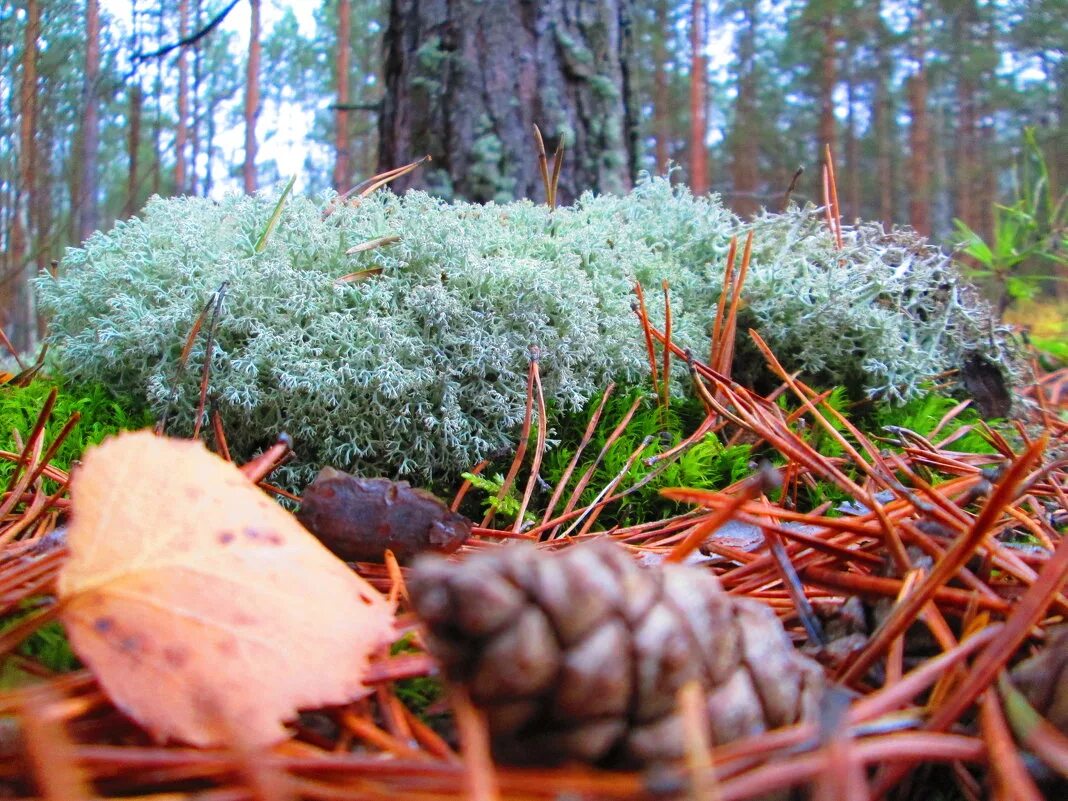 голубой мох в лесу. лишайники эстетика. мох древесный сфагнум. эверния сливовая. мох сплахнум.