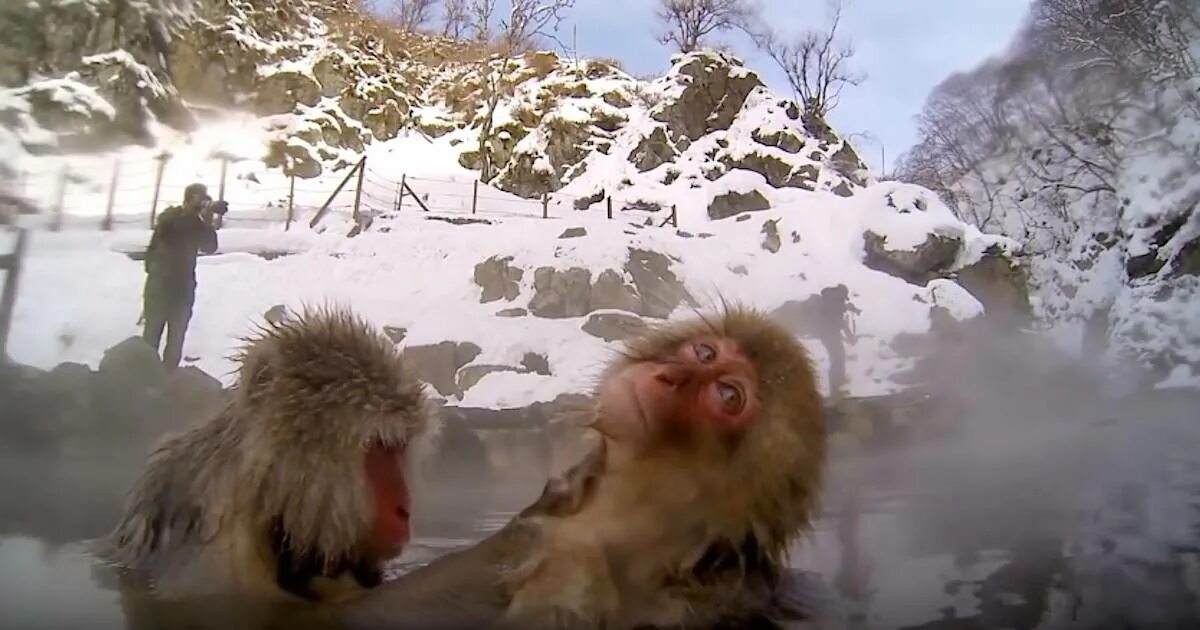 Обезьяны в источниках. Обезьянки в термальных источниках. Обезьяны в горячих источниках. Японские макаки в горячих. Обезьяна в теплой воде хоккей