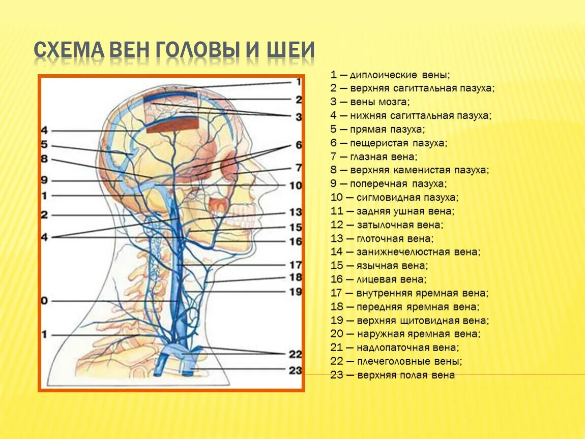 Вена головы и шеи. Диплоические и эмиссарные вены головы. вены головы и шеи анатомия медунивер. затылочная эмиссарная вена.