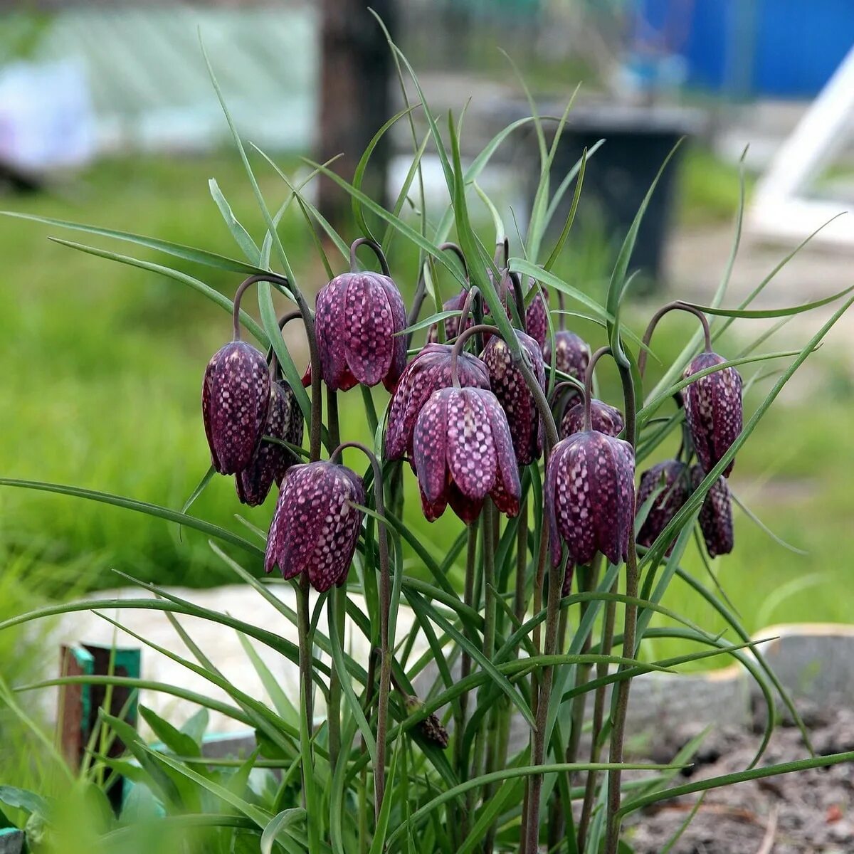 Рябчик шахматный Fritillaria meleagris. Рябчик фритиллярия. Рябчик (фритиллярия) мелеагрис. Фритиллярия Рубра.