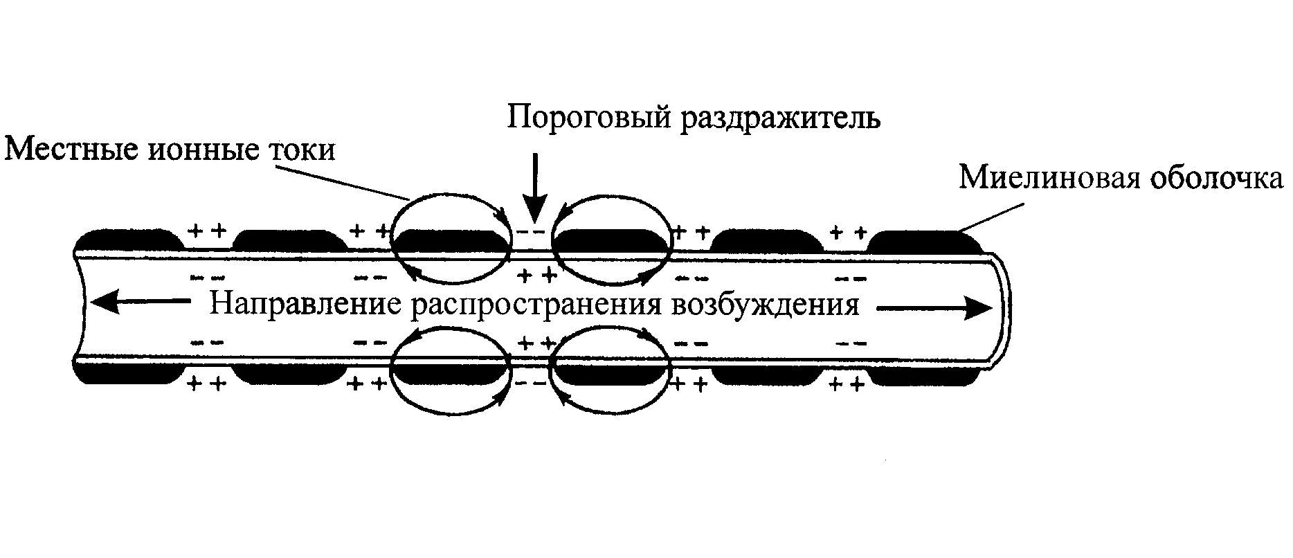 Распространение потенциала действия по нервному волокну. Распространение потенциала действия по миелинизированному волокну. Проведение потенциала действия по нервным волокнам. Схема распространения возбуждения по нервному волокну.