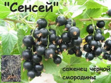 Смородина 12