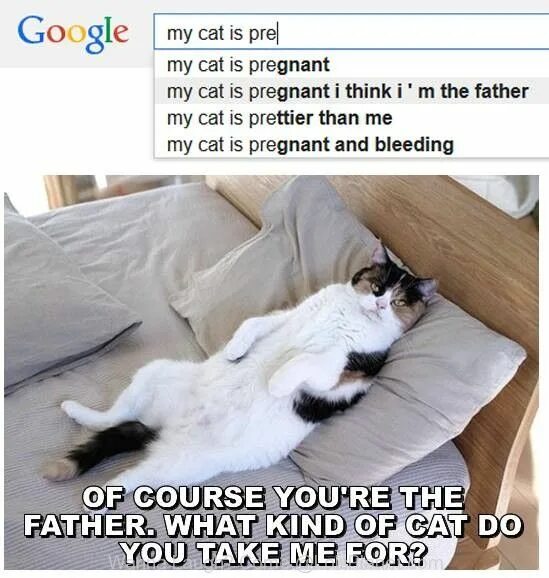 Like a cat on hot bricks idiom. There is the cat. Do not the cat. Miss cat. Do not the cat.