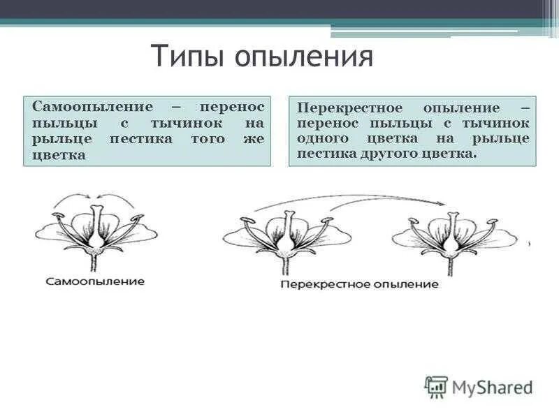 Какие способы опыления. Типы опыления растений. Процесс опыления у цветковых растений. Схема опыления цветковых растений. Схема типы опыления растений.