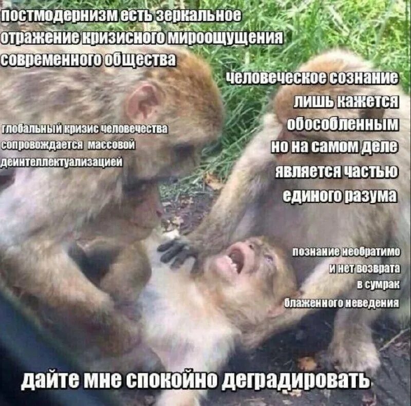Мем обезьяны дайте мне. Обезьяна дайте мне спокойно деградировать. Обезьянкмдайте мне спокойноумереть. 3 мартышки мем дайте мне спокойно деградировать материя есть энергия. Мем обезьяны дайте мне.