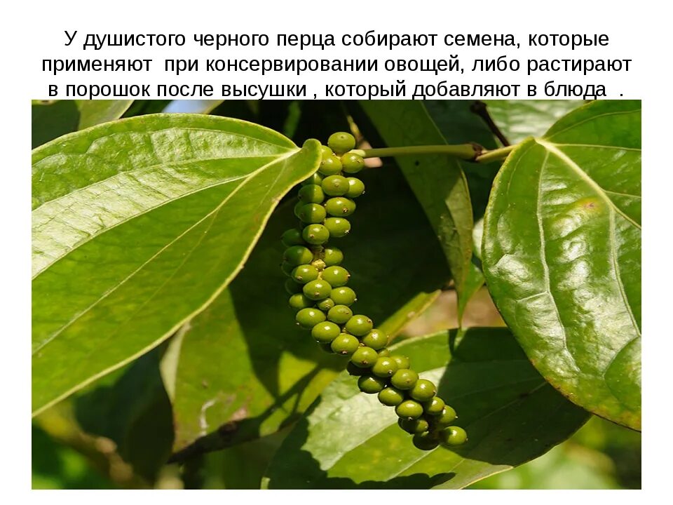 Как растет душистый перец. Перец душистый горошек растение. перец горошек чёрный душистый. ямайский душистый перец плод. пимента лекарственная.