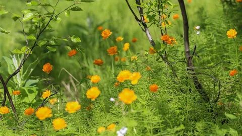 Фото жарков цветов в лесу
