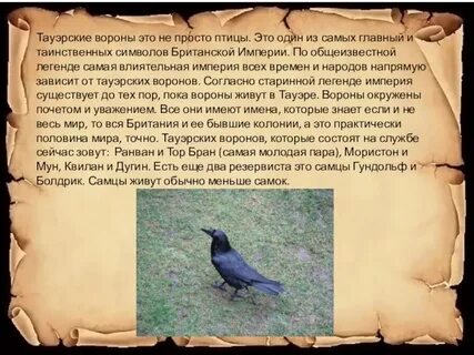 Ворона перевод на английский