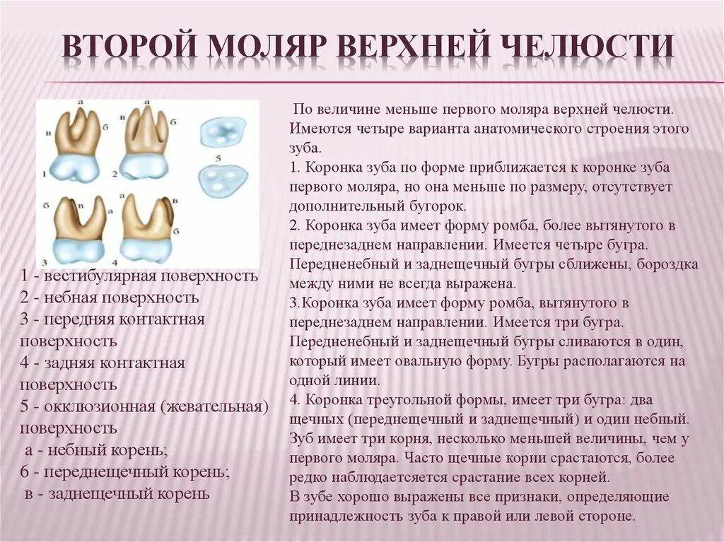 Первый моляр верхней челюсти. Первый моляр верхней челюсти корни. 1 Моляр верхней челюсти анатомия. 1 Моляр верхней челюсти корни. Форма коронки первого моляра верхней челюсти.