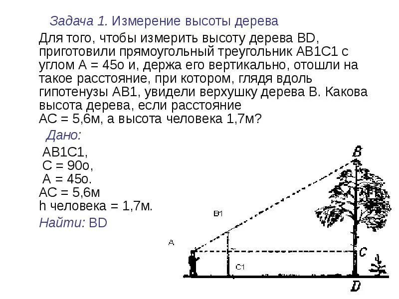 Определение высоты предмета геометрия. Измерение высоты дерева. Измерение высоты предмета задача. Определить высоту дерева. Как измерить высоту здания.