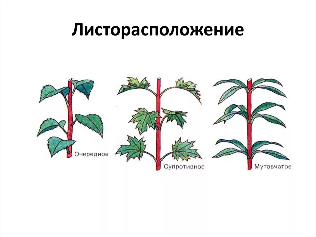 Типы листорасположение листа. Очередное супротивное мутовчатое листорасположение. мутовчатое листорасположение. супротивный и мутовчатый расположение почек. расположение почек очередное супротивное мутовчатое.