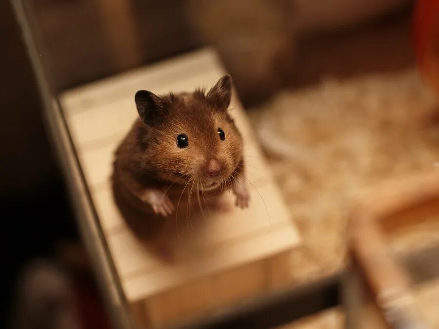 Violin hamster. Хомяк фото. Милые хомяки. Самые красивые хомяки. Миленький хомячок.