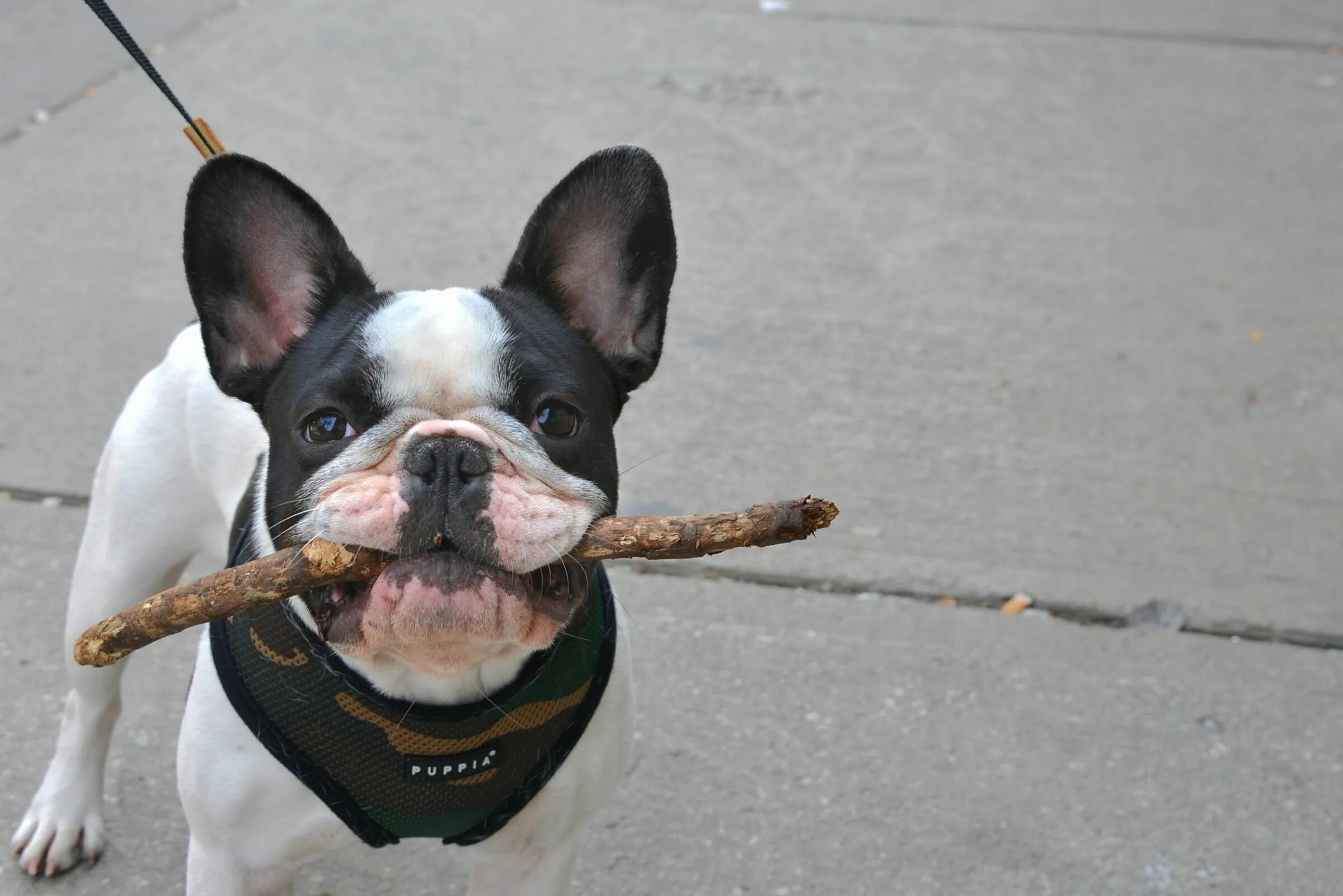 Смешные бульдоги фото. Прикольные французские бульдоги. забавные французские бульдоги. смешной бульдог. веселый французский бульдог.