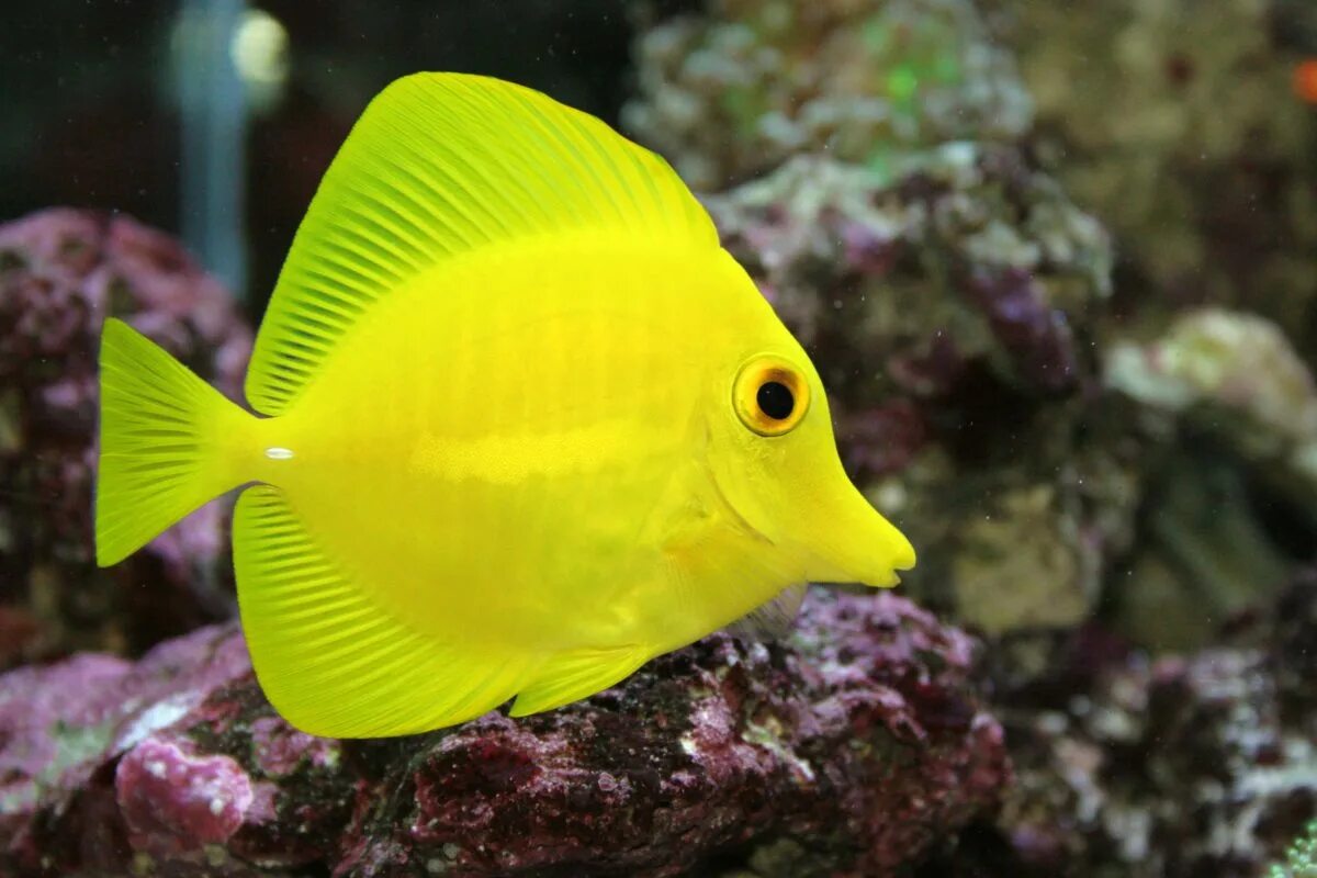 Морская рыба фото и названия. Зебрасома желтохвостая. Зебрасома парусная желтая. Зебрасома синяя. Зебрасома парусная.