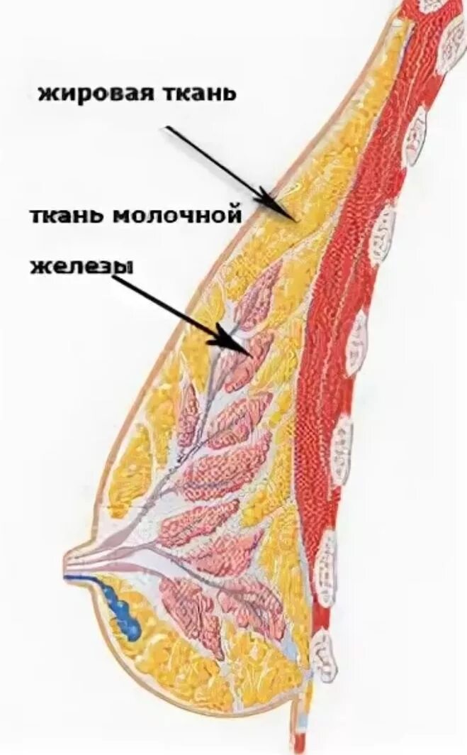Лактаций жир. Молочная железа жировая железистая ткань. Железистая ткань молочной железы. Уплотнение в жировой ткани молочной железы что это. Уплотнения в молочных железах.