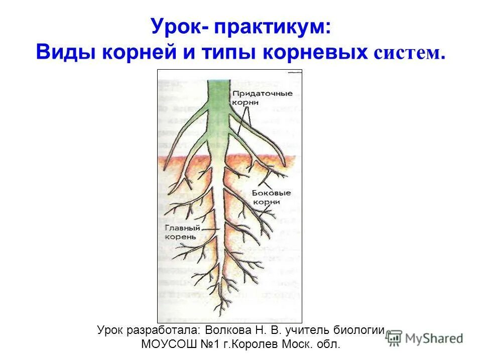 Строение корня типы корневых систем 6 класс биология.