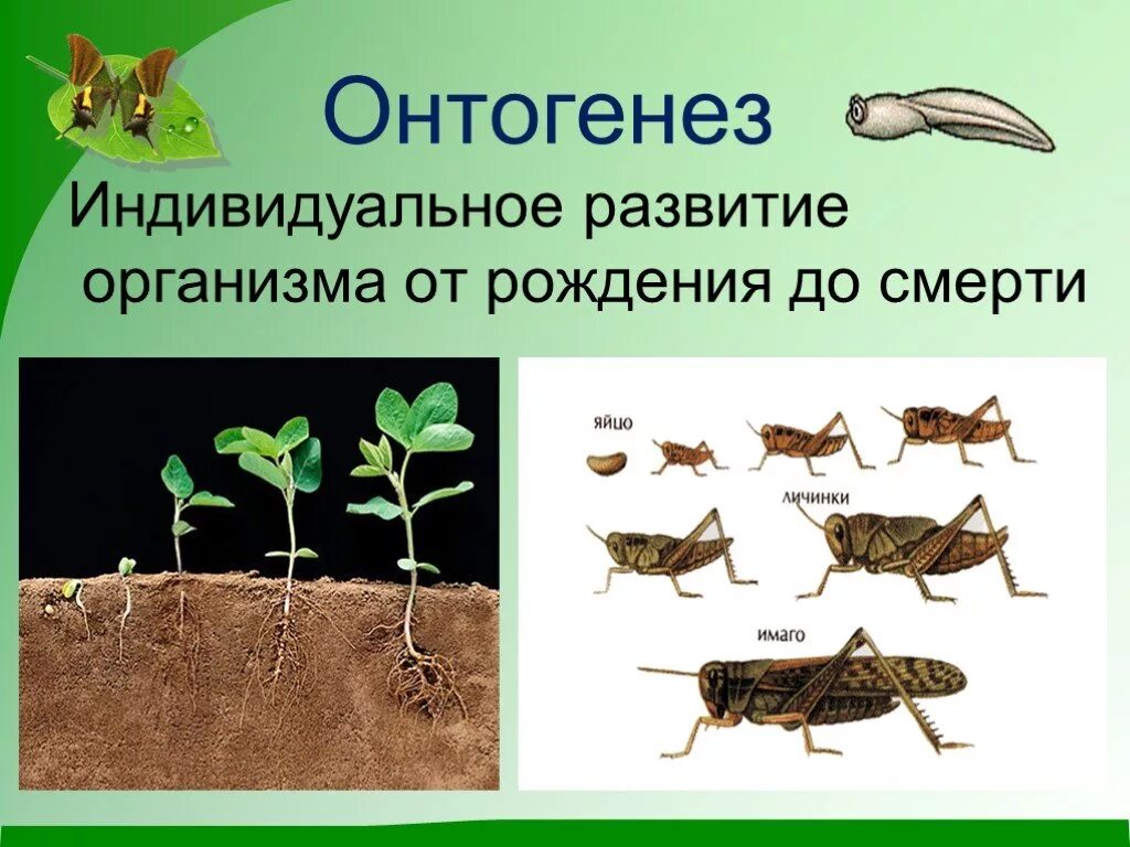 Индивидуальное развитие живого организма. Развитие организма. Индивидуальное развитие организма. Индивидуальное развитие организма онтогенез. Онтогенез живого организма.