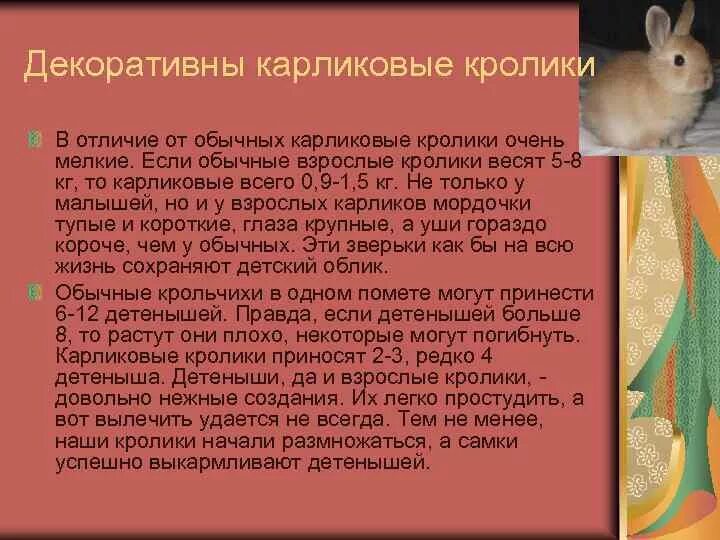 Доклад про карликового кролика. Сообщение о декоративном кролике. Карликовые кролики и декоративные различия. Сообщение о карликовом кролике. Что человек получает от кролика