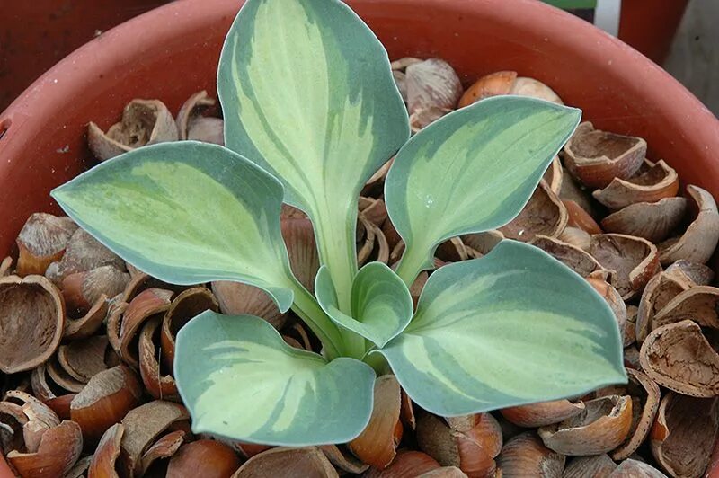 Хоста ушки фото. Hosta holy mouse ears. Хоста маус иэрс. Хоста ушки фото. Хоста ушки фото.