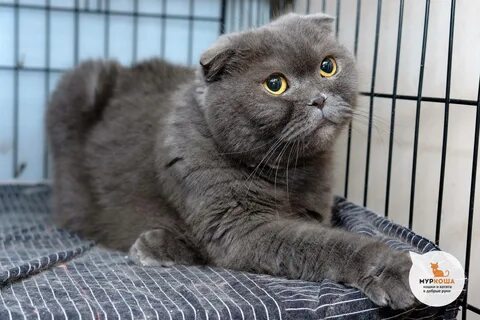 Характер шотландских