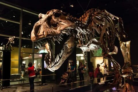 Visitors flock to the popular T-Rex exhibit at the Royal Tyrrell Museum in ...