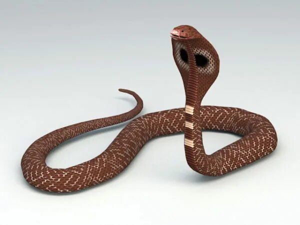 Cobra 3d. Коричневая змея. Коричневая Кобра. Королевская коричневая змея. Коричневые змеи.