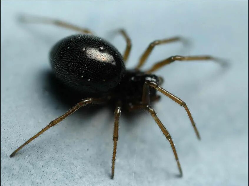 Черный паук хорошо. Черный паук. Большой черный паук. Черный домашний паук. Маленький черный паучок.