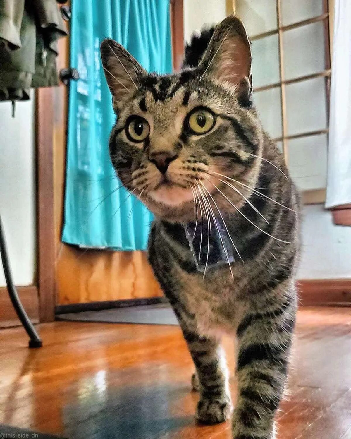 Grateful cat