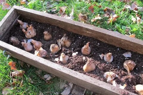 Как посадить луковицы нарциссов осенью