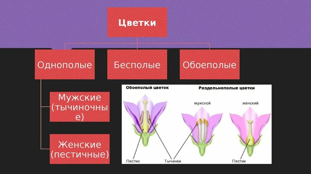 Называется обоеполым. Цветки обоеполые и раздельнополые 6 класс биология. Однополые и обоеполые цветки. Обоеполый, мужской, женский цветок. Строение обоеполого цветка.