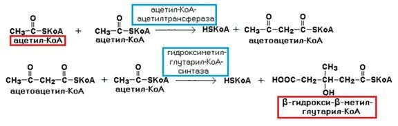 Глюкоза ацетил коа. 2 Ацетил КОА. Образование ацетоацетил КОА. Ацетил КОА из. Ацетоацетил КОА ацетил КОА.