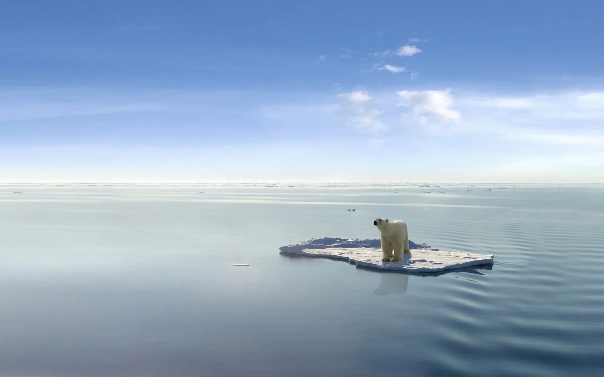 Море вы вероятно. Арктика белый медведь глобальное потепление. Белый медведь на льдине. Белый медведь в море. Дрейфующая льдина.