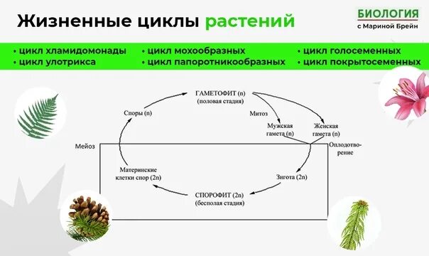 Циклы растений тест. Жизненный цикл споровых растений схема ЕГЭ. Высшие споровые растения жизненный цикл. Жизненный цикл споровых растений схема. Жизненный цикл растений водоросли и споровые.