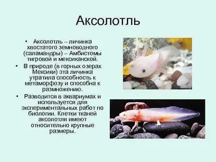 Внешнее строение аксолотля