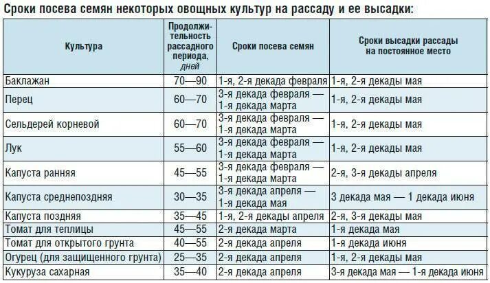 Сроки посадки капусты на рассаду. Сроки посадок семян капусты. Сроки высадки рассады капусты в грунт. Сроки посева на рассаду овощных культур.