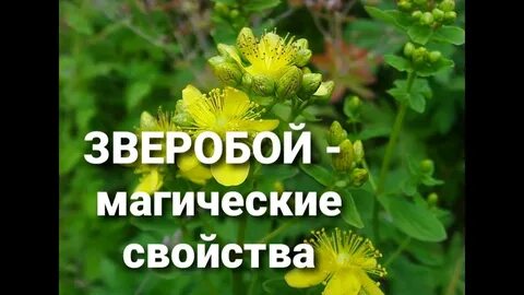 Волшебная травка зверобой