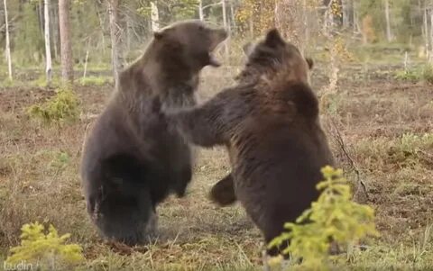 Бои медведя видео