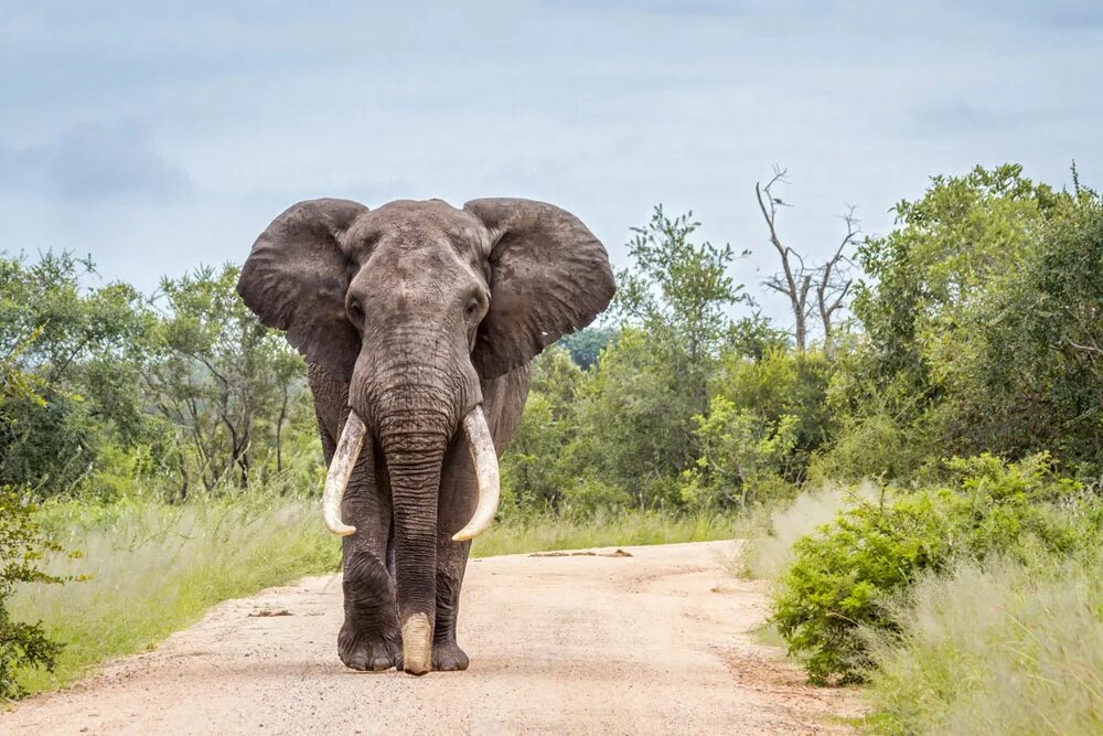 Поставь elephant. Африканский слон слон. Бивни африканского слона. Саванный слон. Африканский саванский слон.