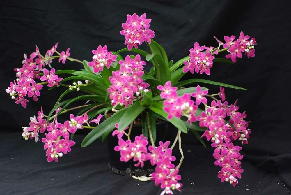 Victoria orchid