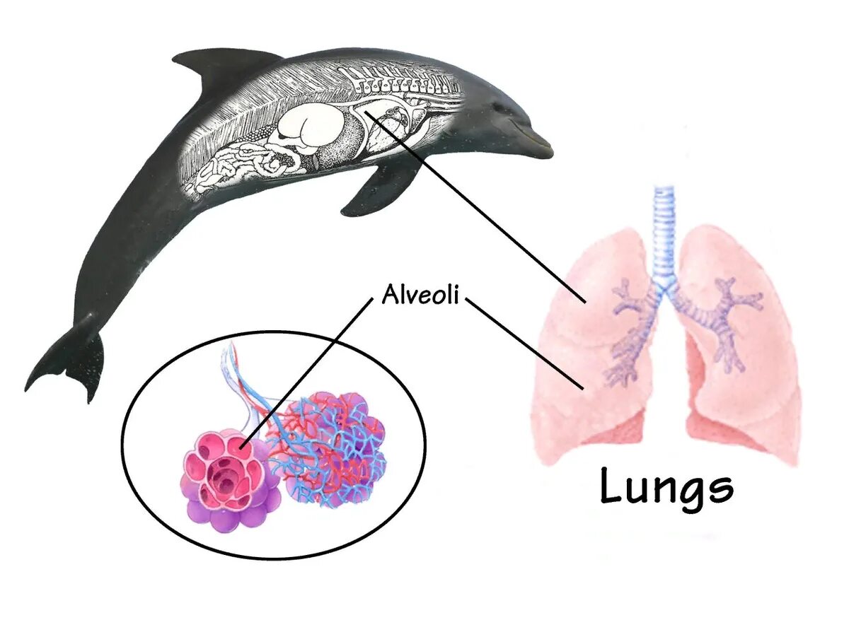 У кита альвеолярные легкие. Дыхательная система морских млекопитающих схема. Дыхательная система морских млекопитающих китообразных. Строение дыхательной системы морских млекопитающих схема. Дыхательная система дельфина схема.