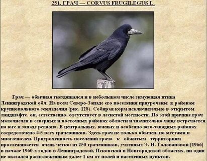 Что обозначает грач
