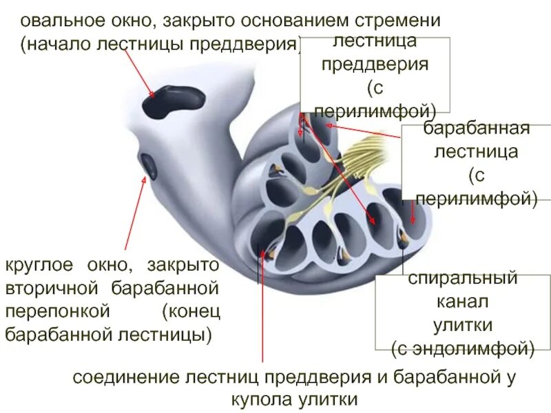 Преддверие функции