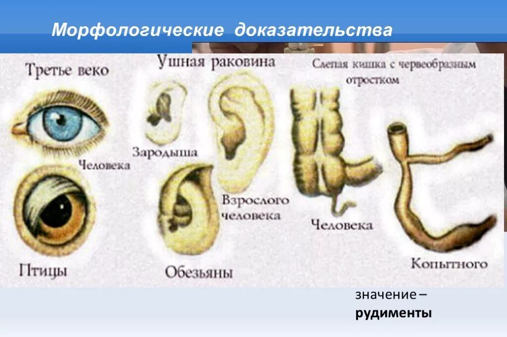 Атавизмы у животных. Рудиментарные органы человека. Рудиментарные органы животных. Рудименты человека и животных.