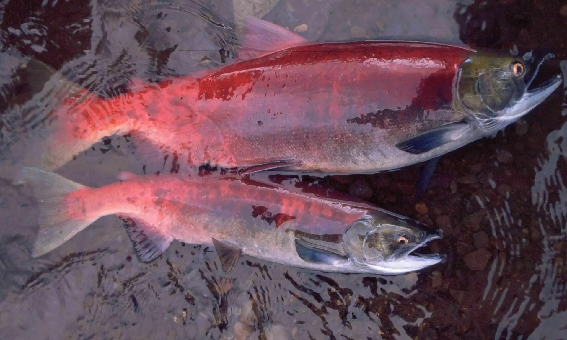 Лососевая рыба 7. Sockeye Salmon. Лосось на Аляске. Салмон Аляска. Аральский лосось.