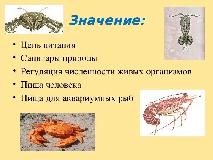 Цепи питания. Цепочка питания ракообразных. Цепь питания рачки. Цепочка питания рачки. Значение речного рака