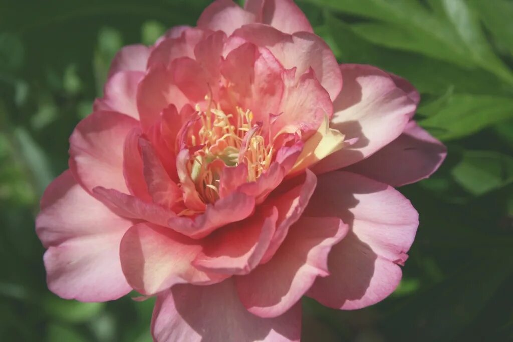 Пион роуз фото и описание. Vivid rose пион. Пион itoh julia rose. Пион itoh julia rose. Пион роуз фото и описание.