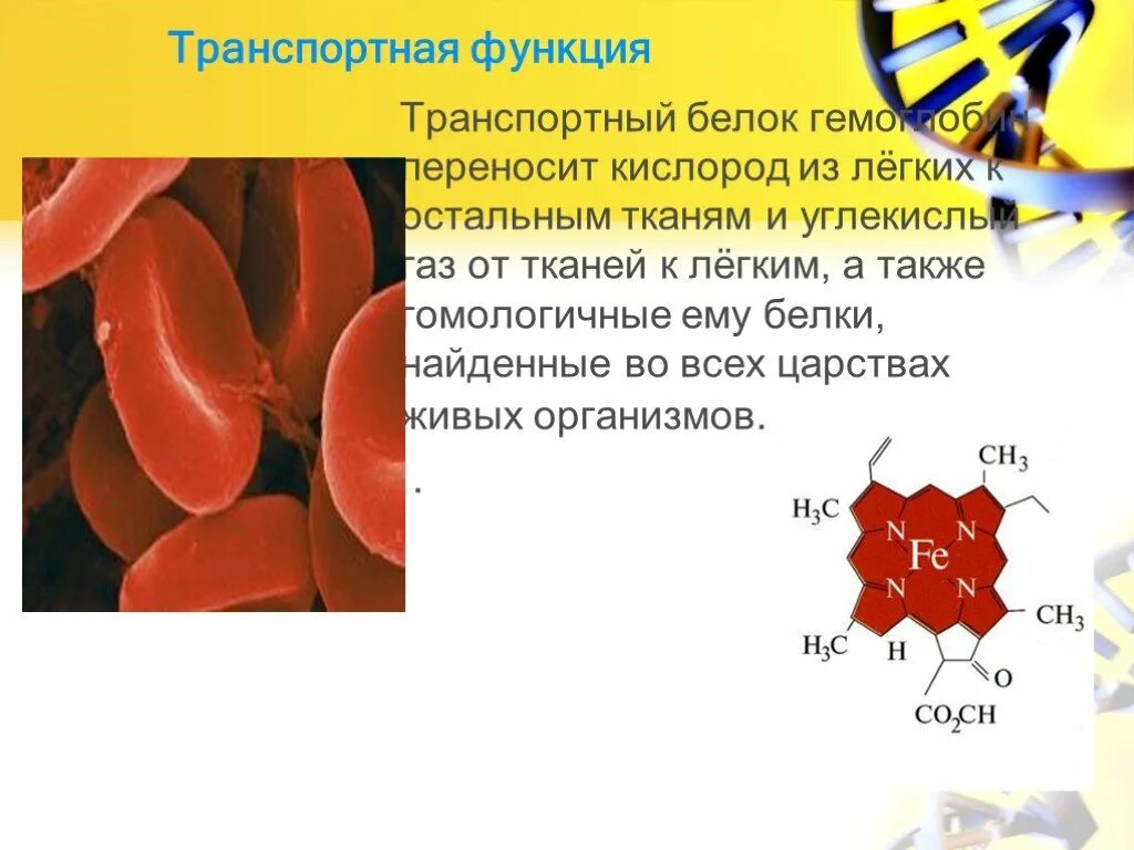 Транспортная функция гемоглобина. Белки которые выполняют транспортную функцию. Транспортная функция белков. Белок, выполняющий в организме транспортную функцию. В состав входят транспортные белки